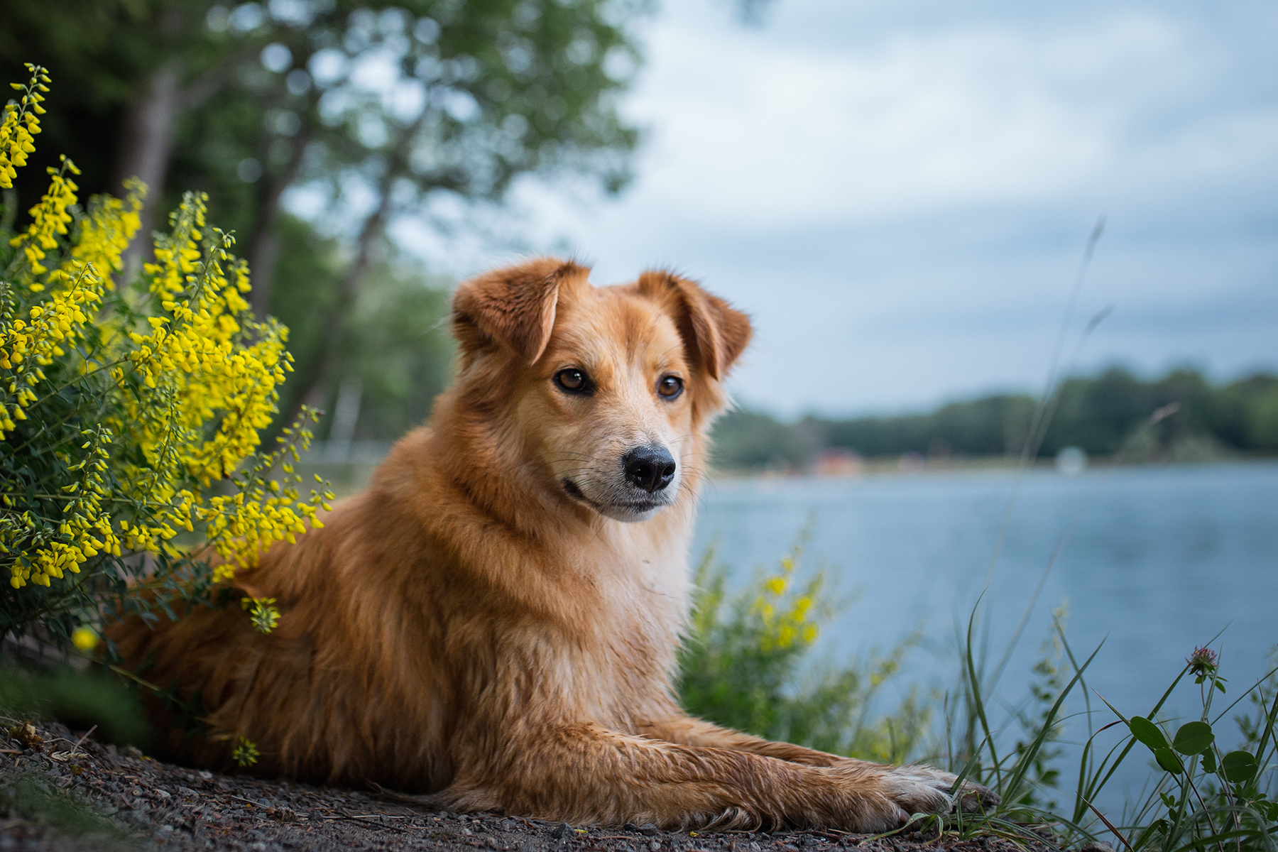 Dog relaxing on shores of Lady Bird Lake