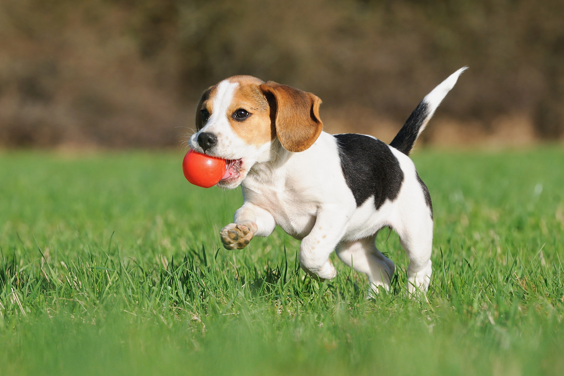 Small dog fetching ball in community dog park