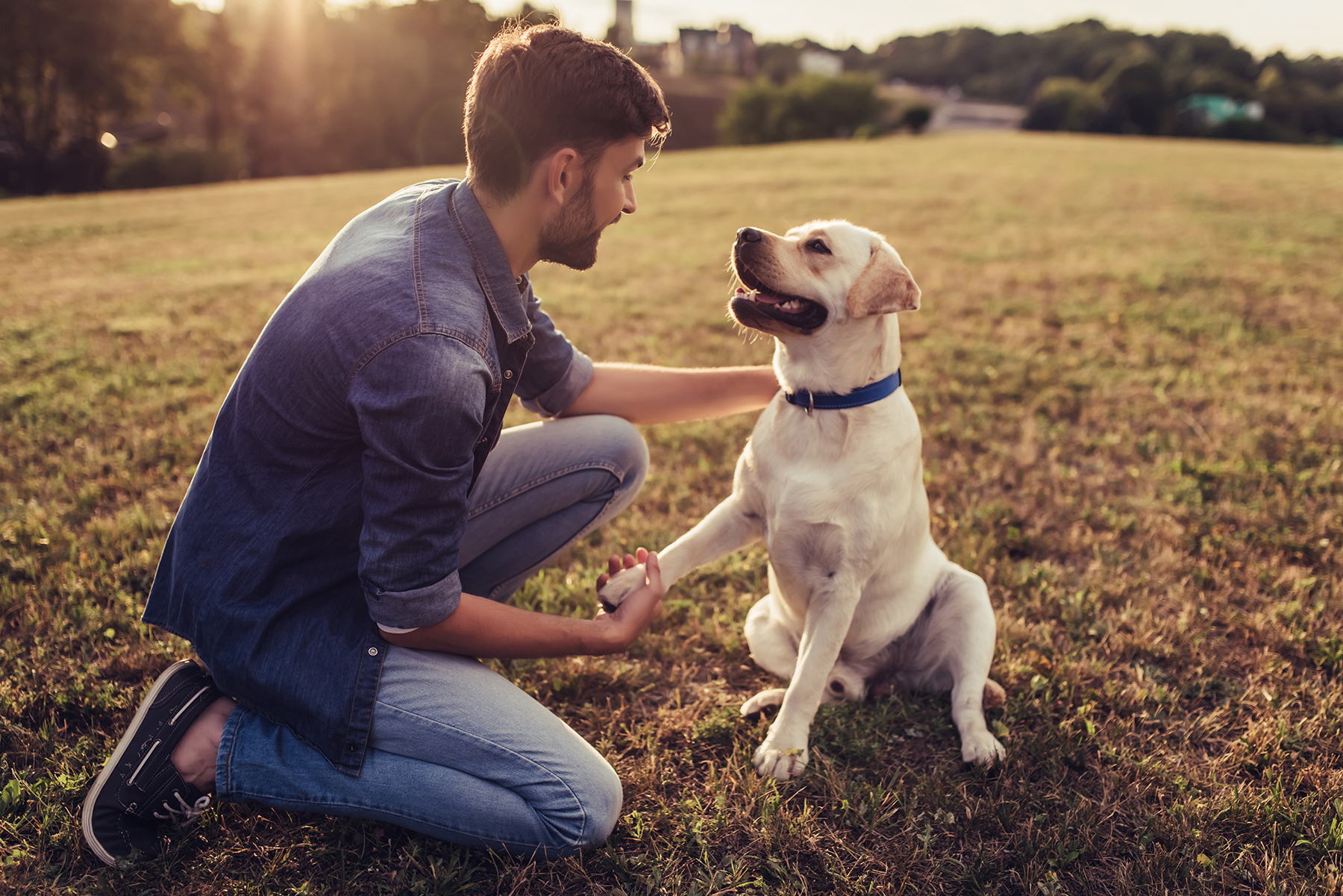 Man shaking labrador dogs paw outdoors